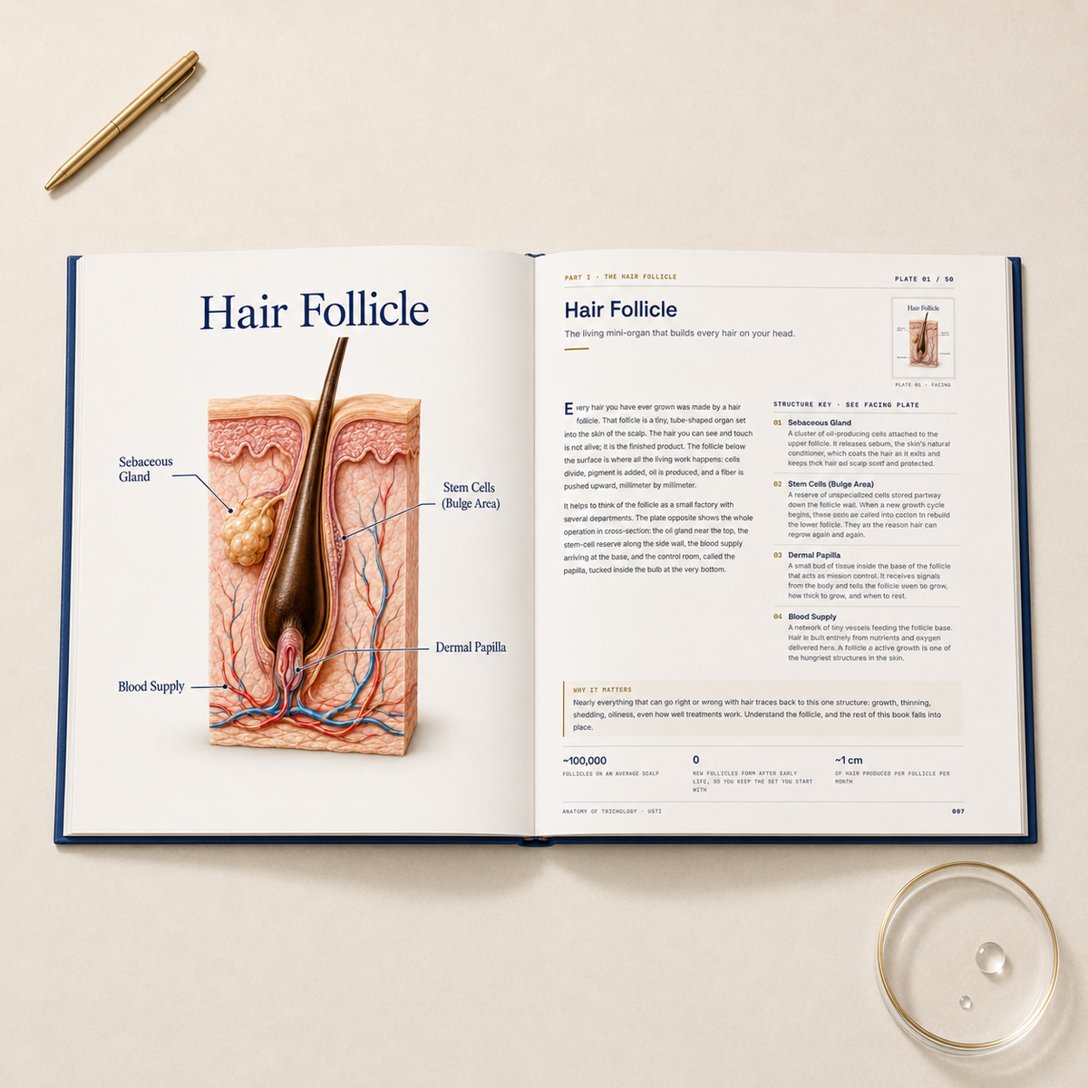 Anatomy Of Trichology Book