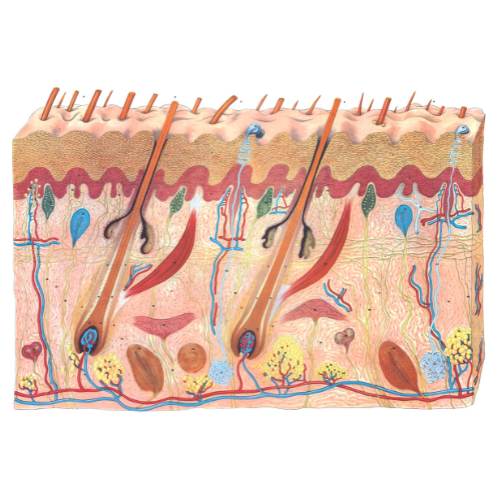 Cross-Section of Skin and Hair Follicle Poster