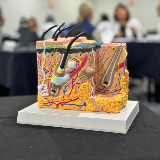 Hair Follicle Model – Educational Anatomical Display