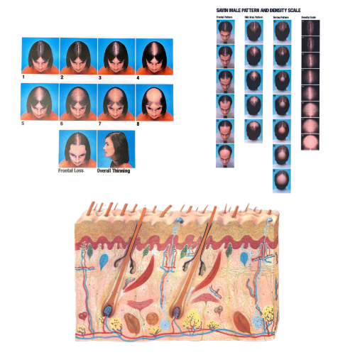 Trichology Poster Bundle